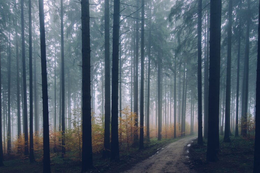 mitigazione impatto ambientale strade